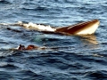 Minke Whale