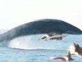 Minke Whale