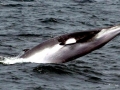 Minke Whale