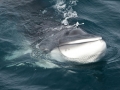 Minke Whale