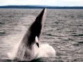 Minke Whale