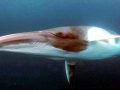 Minke Whale