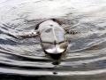 Minke Whale