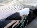 Minke Whale
