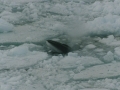 Minke Whale