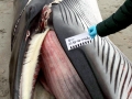 Minke Whale