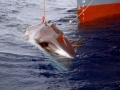 Minke Whale