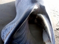 Minke Whale