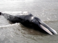 Minke Whale