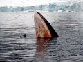 Minke Whale