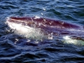 Minke Whale