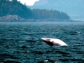 Minke Whale