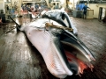 Minke Whale