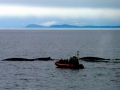 Minke Whale