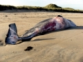 Minke Whale