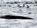 Minke Whale