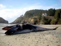 Minke Whale
