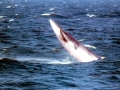 Minke Whale