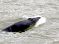 Minke Whale