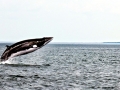 Minke Whale