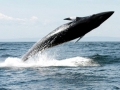 Minke Whale