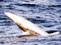 Minke Whale