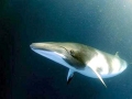 Minke Whale