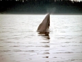 Minke Whale