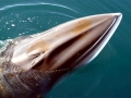 Minke Whale