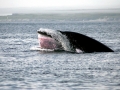 Minke Whale