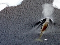 Minke Whale
