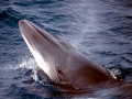 Minke Whale