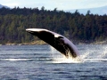 Minke Whale