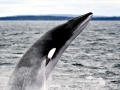 Minke Whale