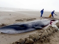 Minke Whale
