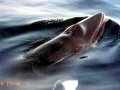 Minke Whale