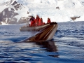 Minke Whale