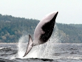 Minke Whale