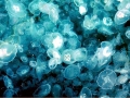 Moon Sea Jelly