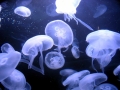 Moon Sea Jelly