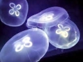 Moon Sea Jelly