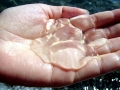 Moon Sea Jelly