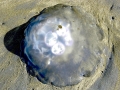 Moon Sea Jelly
