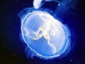Moon Sea Jelly