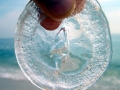 Moon Sea Jelly