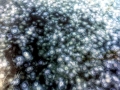 Moon Sea Jelly