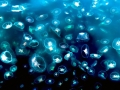 Moon Sea Jelly