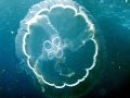 Moon Sea Jelly