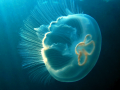 Moon Sea Jelly