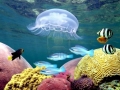 Moon Sea Jelly